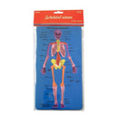 Set Didactic - Sc028 Scheletul Uman Daco